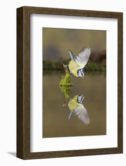 Blue Tit (Cyanistes caeruleus) adult, drinking, perched on mossy stump in water with reflection-Paul Sawer-Framed Photographic Print