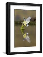 Blue Tit (Cyanistes caeruleus) adult, drinking, perched on mossy stump in water with reflection-Paul Sawer-Framed Photographic Print