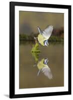 Blue Tit (Cyanistes caeruleus) adult, drinking, perched on mossy stump in water with reflection-Paul Sawer-Framed Photographic Print