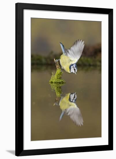 Blue Tit (Cyanistes caeruleus) adult, drinking, perched on mossy stump in water with reflection-Paul Sawer-Framed Photographic Print