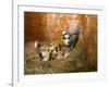 Blue tit  (Cyanistes caeruleus) feeding young in the nestbox,  Bavaria, Germany, May-Konrad Wothe-Framed Photographic Print