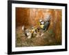 Blue tit  (Cyanistes caeruleus) feeding young in the nestbox,  Bavaria, Germany, May-Konrad Wothe-Framed Photographic Print