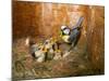 Blue tit  (Cyanistes caeruleus) feeding young in the nestbox,  Bavaria, Germany, May-Konrad Wothe-Mounted Photographic Print