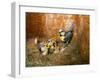 Blue tit  (Cyanistes caeruleus) feeding young in the nestbox,  Bavaria, Germany, May-Konrad Wothe-Framed Photographic Print