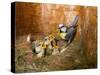 Blue tit  (Cyanistes caeruleus) feeding young in the nestbox,  Bavaria, Germany, May-Konrad Wothe-Stretched Canvas