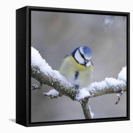 Blue Tit in Winter on Snowy Branch-null-Framed Stretched Canvas