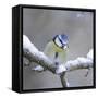 Blue Tit in Winter on Snowy Branch-null-Framed Stretched Canvas