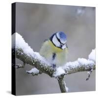 Blue Tit in Winter on Snowy Branch-null-Stretched Canvas