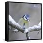 Blue Tit in Winter on Snowy Branch-null-Framed Stretched Canvas