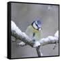 Blue Tit in Winter on Snowy Branch-null-Framed Stretched Canvas