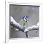 Blue Tit in Winter on Snowy Branch-null-Framed Photographic Print