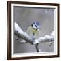 Blue Tit in Winter on Snowy Branch-null-Framed Photographic Print