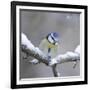 Blue Tit in Winter on Snowy Branch-null-Framed Photographic Print