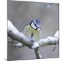 Blue Tit in Winter on Snowy Branch-null-Mounted Photographic Print