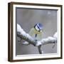 Blue Tit in Winter on Snowy Branch-null-Framed Photographic Print