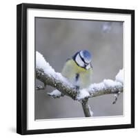 Blue Tit in Winter on Snowy Branch-null-Framed Photographic Print