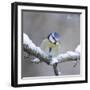 Blue Tit in Winter on Snowy Branch-null-Framed Photographic Print