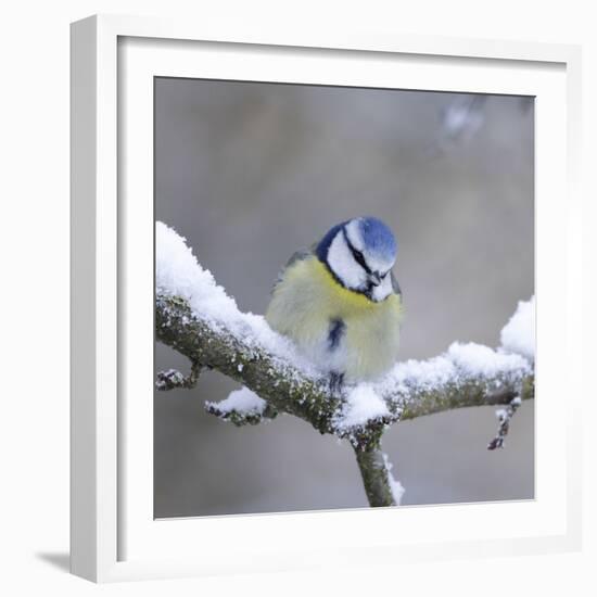 Blue Tit in Winter on Snowy Branch-null-Framed Photographic Print