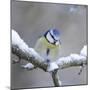 Blue Tit in Winter on Snowy Branch-null-Mounted Photographic Print