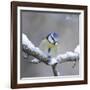 Blue Tit in Winter on Snowy Branch-null-Framed Photographic Print