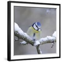 Blue Tit in Winter on Snowy Branch-null-Framed Photographic Print