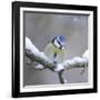 Blue Tit in Winter on Snowy Branch-null-Framed Photographic Print