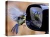 Blue Tit is Reflected in a Wing Mirror of a Car That is Covered with Raindrops-null-Stretched Canvas
