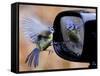Blue Tit is Reflected in a Wing Mirror of a Car That is Covered with Raindrops-null-Framed Stretched Canvas
