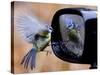 Blue Tit is Reflected in a Wing Mirror of a Car That is Covered with Raindrops-null-Stretched Canvas