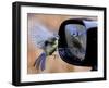 Blue Tit is Reflected in a Wing Mirror of a Car That is Covered with Raindrops-null-Framed Premium Photographic Print