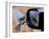 Blue Tit is Reflected in a Wing Mirror of a Car That is Covered with Raindrops-null-Framed Premium Photographic Print