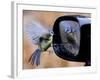 Blue Tit is Reflected in a Wing Mirror of a Car That is Covered with Raindrops-null-Framed Photographic Print