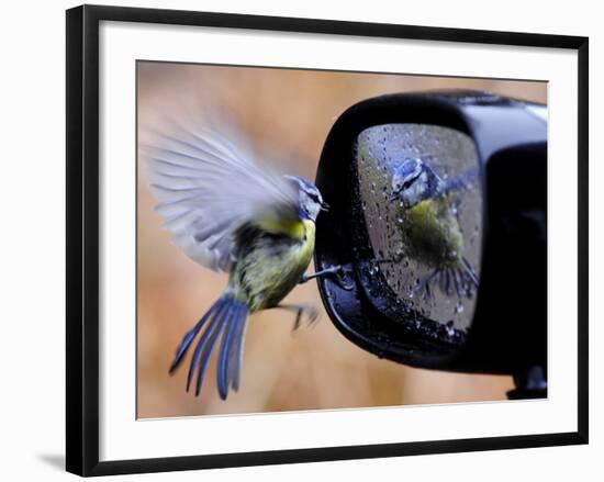 Blue Tit is Reflected in a Wing Mirror of a Car That is Covered with Raindrops-null-Framed Photographic Print