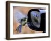 Blue Tit is Reflected in a Wing Mirror of a Car That is Covered with Raindrops-null-Framed Photographic Print