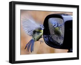 Blue Tit is Reflected in a Wing Mirror of a Car That is Covered with Raindrops-null-Framed Photographic Print