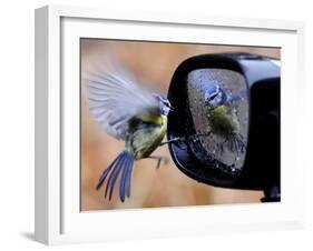 Blue Tit is Reflected in a Wing Mirror of a Car That is Covered with Raindrops-null-Framed Photographic Print