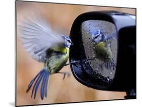 Blue Tit is Reflected in a Wing Mirror of a Car That is Covered with Raindrops-null-Mounted Photographic Print