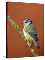 Blue Tit on Branch, Cornwall, UK-Ross Hoddinott-Stretched Canvas