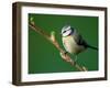 Blue Tit on Branch, Cornwall, UK-Ross Hoddinott-Framed Photographic Print