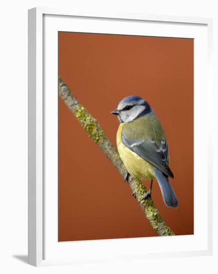 Blue Tit on Branch, Cornwall, UK-Ross Hoddinott-Framed Photographic Print