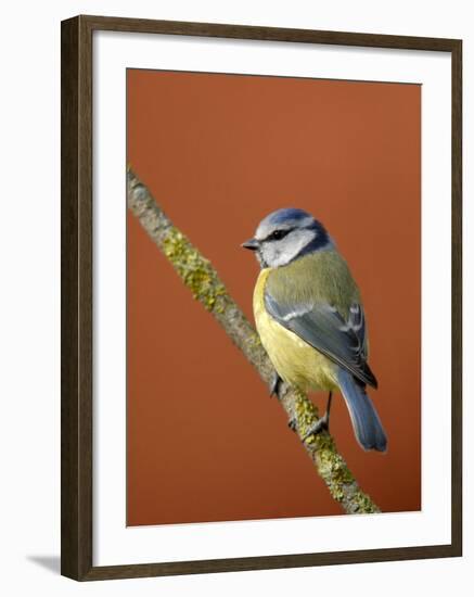 Blue Tit on Branch, Cornwall, UK-Ross Hoddinott-Framed Photographic Print