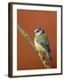 Blue Tit on Branch, Cornwall, UK-Ross Hoddinott-Framed Photographic Print