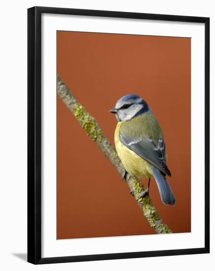 Blue Tit on Branch, Cornwall, UK-Ross Hoddinott-Framed Photographic Print