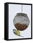 Blue Tit on Feeder in Snow, United Kingdom, Europe-Ann & Steve Toon-Framed Stretched Canvas