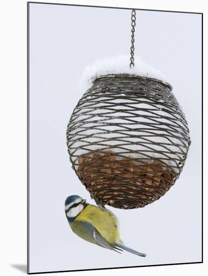 Blue Tit on Feeder in Snow, United Kingdom, Europe-Ann & Steve Toon-Mounted Photographic Print