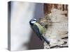 Blue Tit on Silver Birch-null-Stretched Canvas