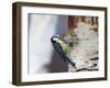 Blue Tit on Silver Birch-null-Framed Photographic Print