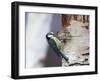 Blue Tit on Silver Birch-null-Framed Photographic Print