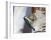 Blue Tit on Silver Birch-null-Framed Photographic Print