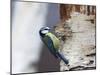 Blue Tit on Silver Birch-null-Mounted Photographic Print